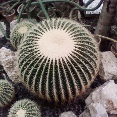 Cactus ( Scaunul soacrei )